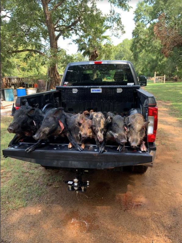 Texas Wild Hog Hunting Outfitter Lodging & Hunt Camps